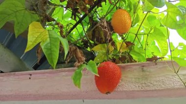 Dikenli momordika koçinensis meyvesi asma ağacında asılı..