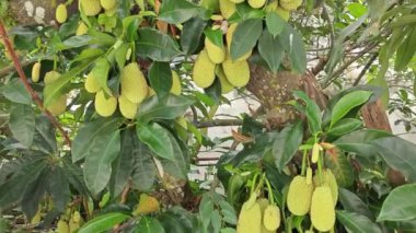 Dallarda genç Artocarpus tamsayı meyveleri filizleniyor.