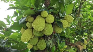 Dallarda genç Artocarpus tamsayı meyveleri filizleniyor.
