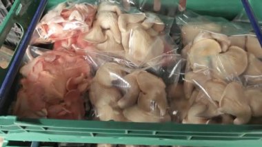 Beyaz istiridye mantarı plastik torbalara doldurulmuş.. 