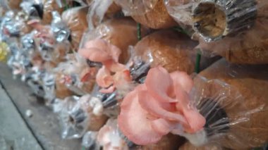 Plastik şişeden çıkan pembe istiridye mantarı kümesi.. 