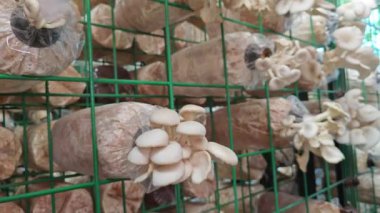Plastik şişeden çıkan beyaz istiridye mantarı kümesi.. 
