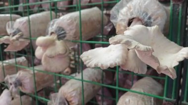 Plastik şişeden çıkan beyaz istiridye mantarı kümesi.. 