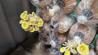Plastik şişeden çıkan sarı istiridye mantarı kümesi..
