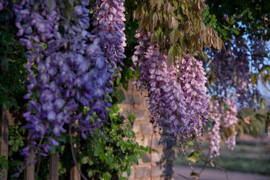 asma salkımı sinensis çiçekleri asma ağacı. 