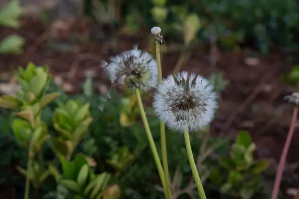 stock image wild common dandelion on the meadow. 