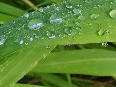 Yağmur damlaları çimenlerin yüzeyinde nem oluşturur..