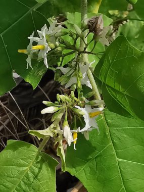 Vahşi solanyum torvum çiçeği ve meyvelerin yakın çekimi.