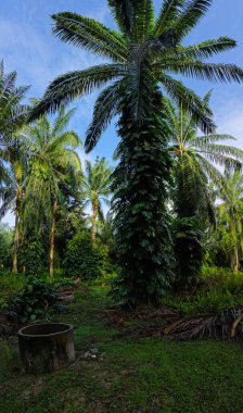 Geniş panoramik manzara çalı yapraklı vahşi canavar çiftlikte leziz.. 