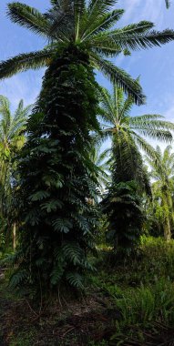 Geniş panoramik manzara çalı yapraklı vahşi canavar çiftlikte leziz.. 