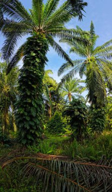 Geniş panoramik manzara çalı yapraklı vahşi canavar çiftlikte leziz.. 