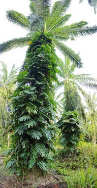 Geniş panoramik manzara çalı yapraklı vahşi canavar çiftlikte leziz.. 