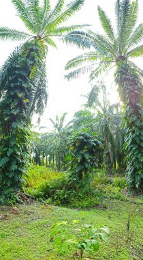 Geniş panoramik manzara çalı yapraklı vahşi canavar çiftlikte leziz.. 