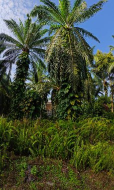 Geniş panoramik manzara çalı yapraklı vahşi canavar çiftlikte leziz.. 