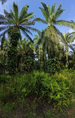 Geniş panoramik manzara çalı yapraklı vahşi canavar çiftlikte leziz.. 