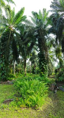 Geniş panoramik manzara çalı yapraklı vahşi canavar çiftlikte leziz.. 