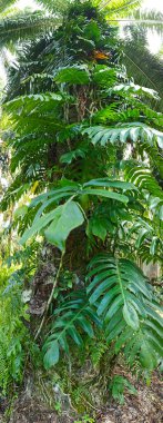 Geniş panoramik manzara çalı yapraklı vahşi canavar çiftlikte leziz.. 