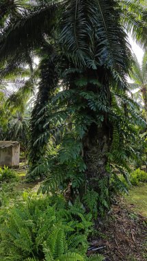 Geniş panoramik manzara çalı yapraklı vahşi canavar çiftlikte leziz.. 