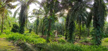 Geniş panoramik manzara çalı yapraklı vahşi canavar çiftlikte leziz.. 