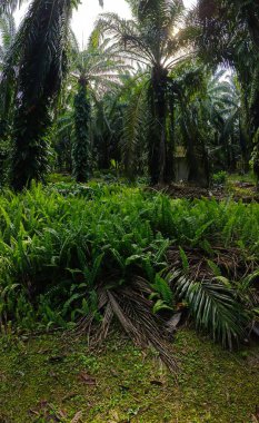 Geniş panoramik manzara çalı yapraklı vahşi canavar çiftlikte leziz.. 