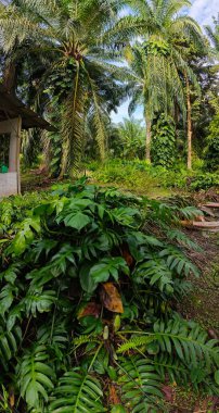 Geniş panoramik manzara çalı yapraklı vahşi canavar çiftlikte leziz.. 