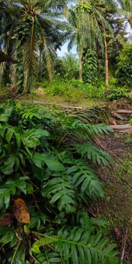 Geniş panoramik manzara çalı yapraklı vahşi canavar çiftlikte leziz.. 