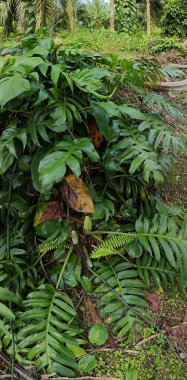 Geniş panoramik manzara çalı yapraklı vahşi canavar çiftlikte leziz.. 