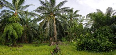 Geniş panoramik bitki örtüsünün kırsal alandaki bitki örtüsünün manzarası. 