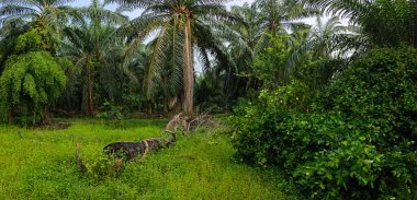 Geniş panoramik bitki örtüsünün kırsal alandaki bitki örtüsünün manzarası. 