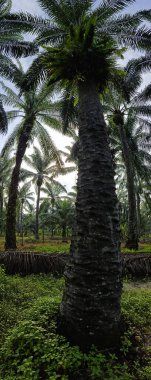 Geniş panoramik bitki örtüsünün kırsal alandaki bitki örtüsünün manzarası. 