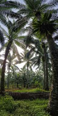 Geniş panoramik bitki örtüsünün kırsal alandaki bitki örtüsünün manzarası. 