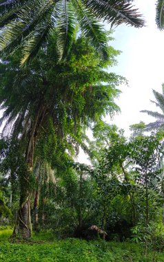 Geniş panoramik bitki örtüsünün kırsal alandaki bitki örtüsünün manzarası. 