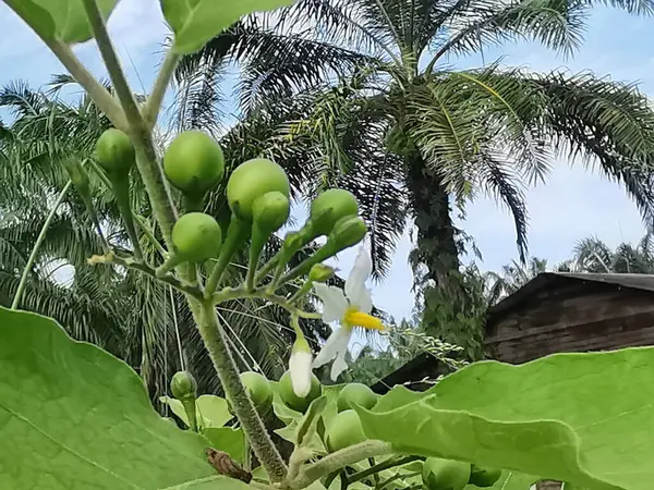 stock image close shot of the wild solanum torvum flower and fruits.