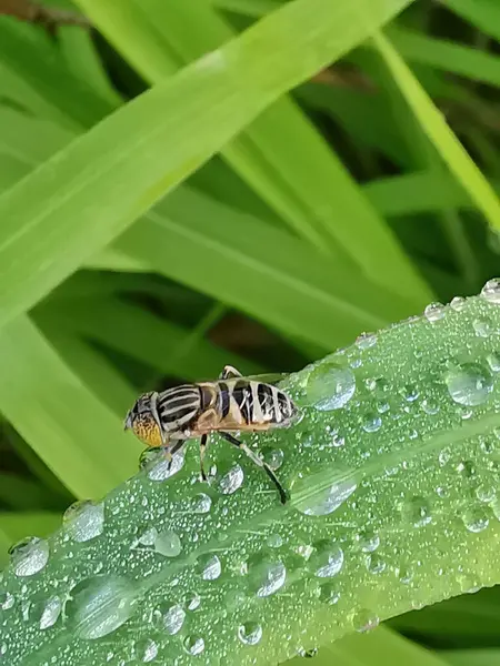 Stock image hoverfly perching on the surface of a blade of wet grass.