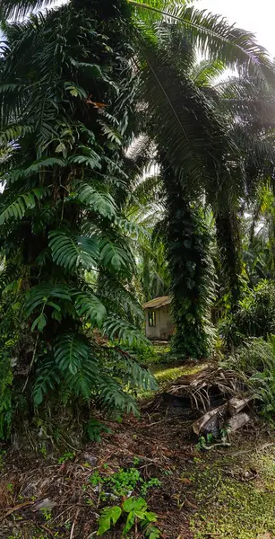 Geniş panoramik manzara çalı yapraklı vahşi canavar çiftlikte leziz.. 