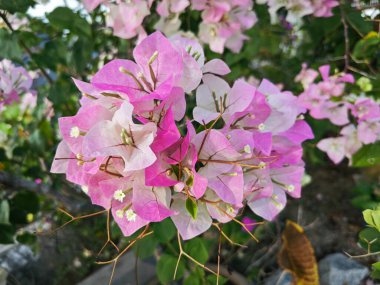 Bir bugainvillea çiçeği demeti.. 