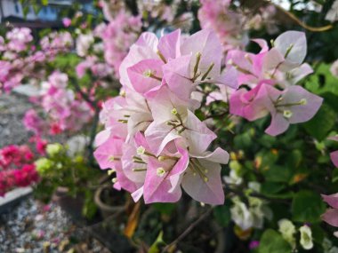 Bir bugainvillea çiçeği demeti.. 