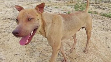 Sahipsiz köpekler boş arazide aylak aylak dolaşır.. 