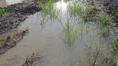 Yerleşim yerinin yakınındaki durgun çamurlu yağmur suyu havuzu boş görünüyor.. 