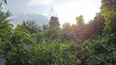 Çalı fidanlıklarında güneş ışığı parlıyor..