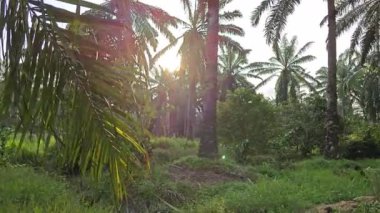 Çalı fidanlıklarında güneş ışığı parlıyor..