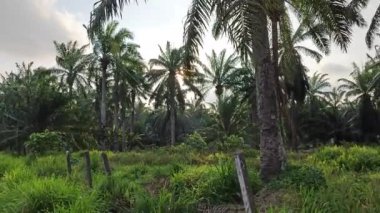 Çalı fidanlıklarında güneş ışığı parlıyor..
