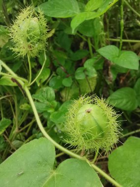 Yabani Passiflora Foetida çiçeğine yaklaş sürünen bitki.