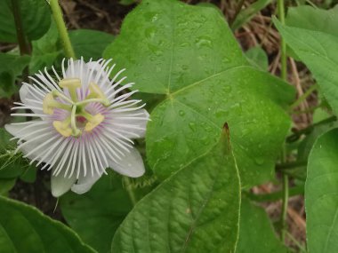 Yabani Passiflora Foetida çiçeğine yaklaş sürünen bitki.