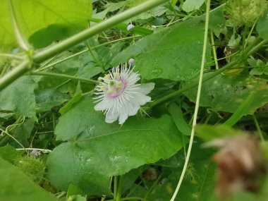 Yabani Passiflora Foetida çiçeğine yaklaş sürünen bitki.