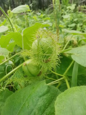 Yabani Passiflora Foetida çiçeğine yaklaş sürünen bitki.