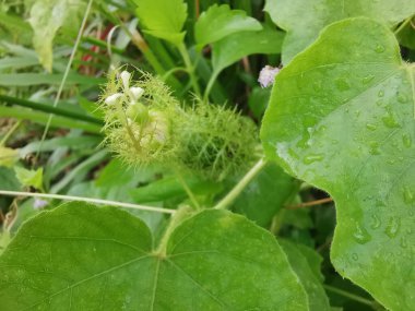 Yabani Passiflora Foetida çiçeğine yaklaş sürünen bitki.