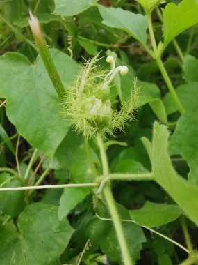 Yabani Passiflora Foetida çiçeğine yaklaş sürünen bitki.