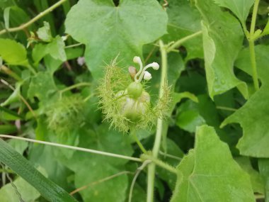 Yabani Passiflora Foetida çiçeğine yaklaş sürünen bitki.