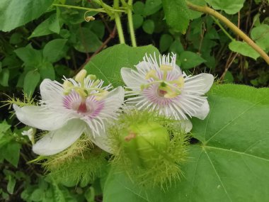 close up on wild Passiflora foetida flower the creeping plant. clipart